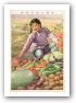 The vegetables are green, the cucumbers plumb, the yield is abundant The vegetables are green, the cucumbers plumb, the yield is abundant
